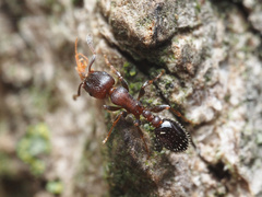 Temnothorax schaumii