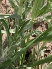 Penstemon angustifolius caudatus