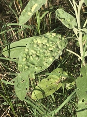 Ditylenchus phyllobius