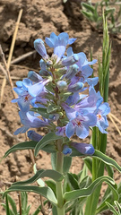 Penstemon angustifolius caudatus