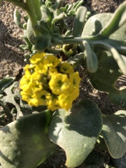 Erysimum menziesii