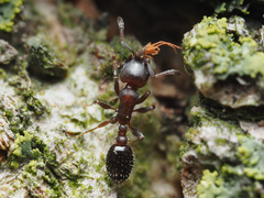 Temnothorax schaumii