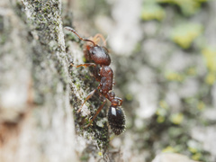 Temnothorax schaumii