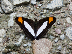Limenitidini