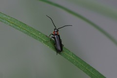 Cantharis tuberculata