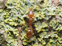 Temnothorax schaumii