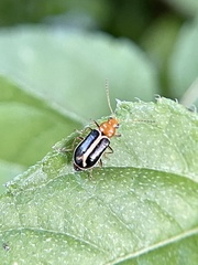 Cyclotrypema furcata