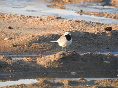 Motacilla alba