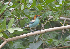 Stilpnia peruviana