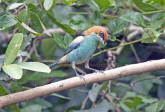 Stilpnia peruviana