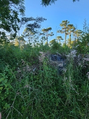 Melinis repens image