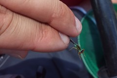 Enallagma antennatum