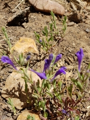 Scutellaria siphocampyloides