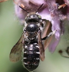 Megachile