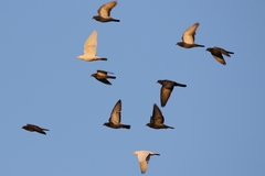 Columba livia domestica