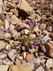 Scutellaria siphocampyloides