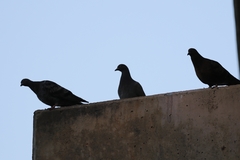 Columba livia domestica