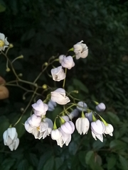 Solanum seaforthianum