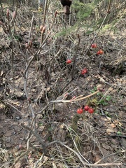Viburnum edule