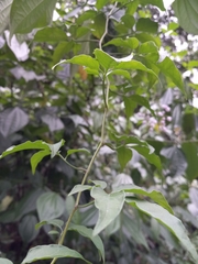 Solanum seaforthianum