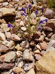 Scutellaria siphocampyloides