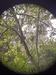 Trogon personatus