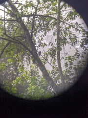 Trogon personatus