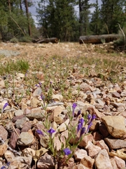 Scutellaria siphocampyloides
