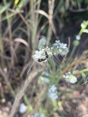 Adela singulella