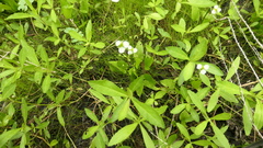 Echinodorus berteroi