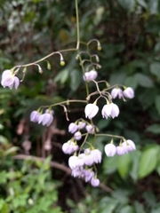 Solanum seaforthianum