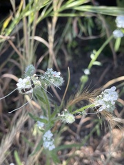 Adela singulella