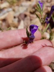 Scutellaria siphocampyloides