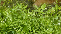 Echinodorus berteroi