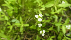 Echinodorus berteroi