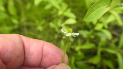 Echinodorus berteroi