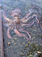 Enteroctopus dofleini