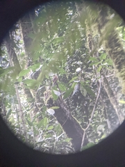 Trogon personatus