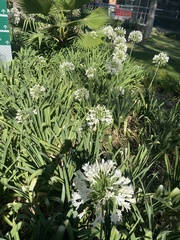 Agapanthus