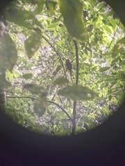 Trogon personatus