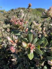 Arctostaphylos tomentosa