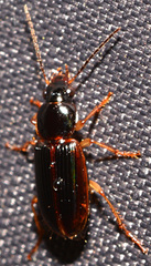Stenolophus ochropezus