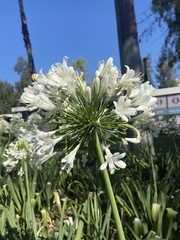 Agapanthus