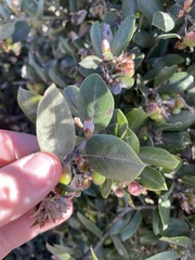 Arctostaphylos tomentosa