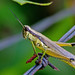 Olive-green Swamp Grasshopper - Photo (c) Mary Keim, some rights reserved (CC BY-NC-SA)
