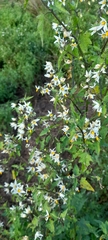 Solanum pilcomayense