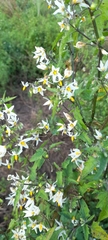 Solanum pilcomayense