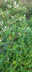 Solanum pilcomayense