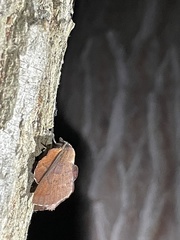 Phyllodesma americana