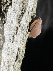 Phyllodesma americana